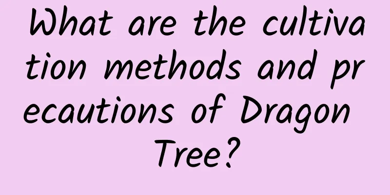 What are the cultivation methods and precautions of Dragon Tree?