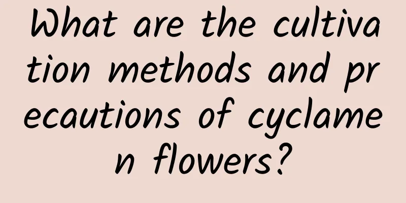 What are the cultivation methods and precautions of cyclamen flowers?