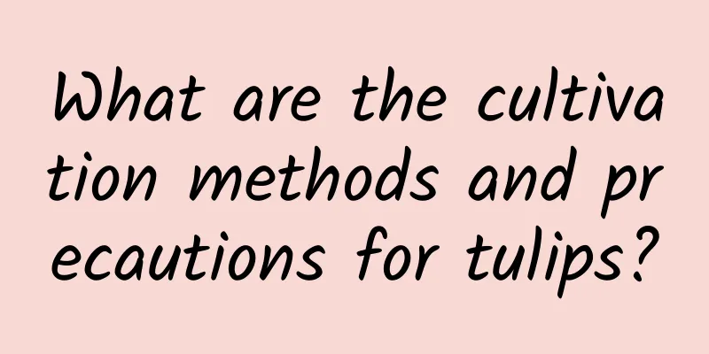 What are the cultivation methods and precautions for tulips?