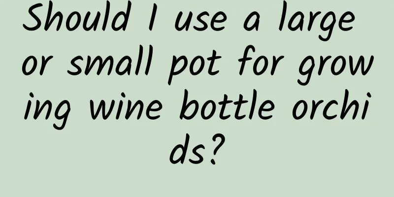 Should I use a large or small pot for growing wine bottle orchids?