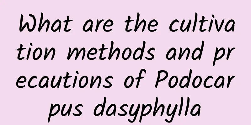 What are the cultivation methods and precautions of Podocarpus dasyphylla