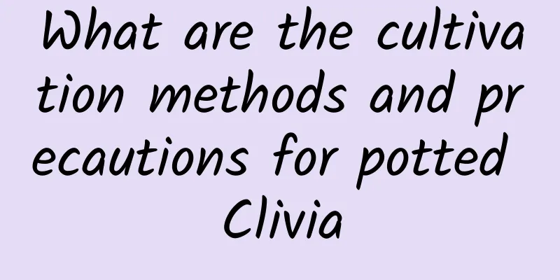What are the cultivation methods and precautions for potted Clivia
