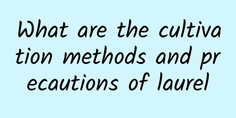 What are the cultivation methods and precautions of laurel