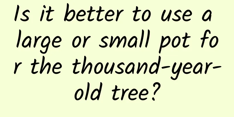Is it better to use a large or small pot for the thousand-year-old tree?