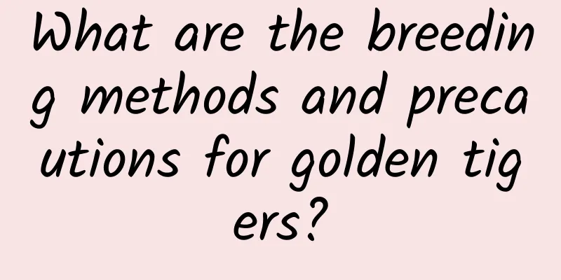 What are the breeding methods and precautions for golden tigers?