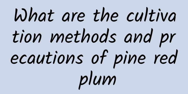 What are the cultivation methods and precautions of pine red plum