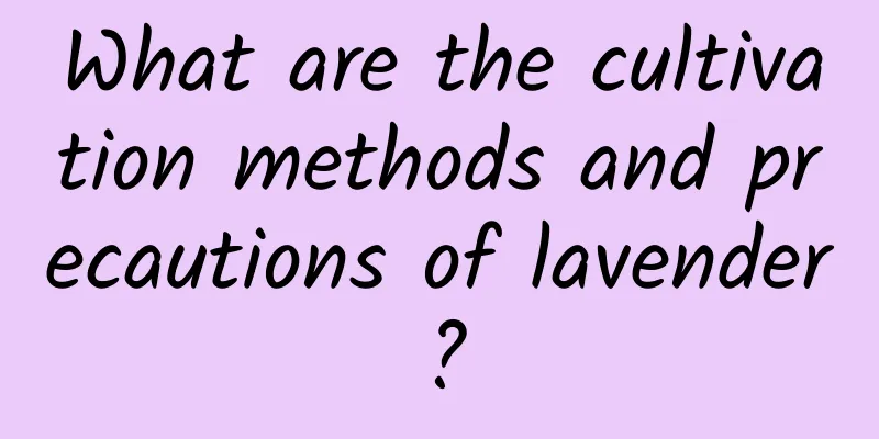 What are the cultivation methods and precautions of lavender?