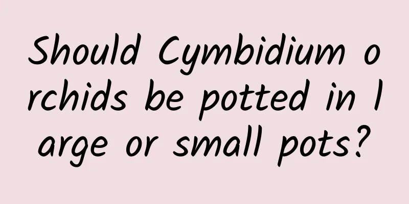 Should Cymbidium orchids be potted in large or small pots?