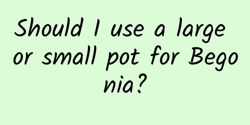 Should I use a large or small pot for Begonia?