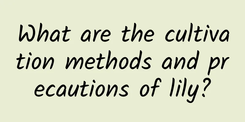 What are the cultivation methods and precautions of lily?