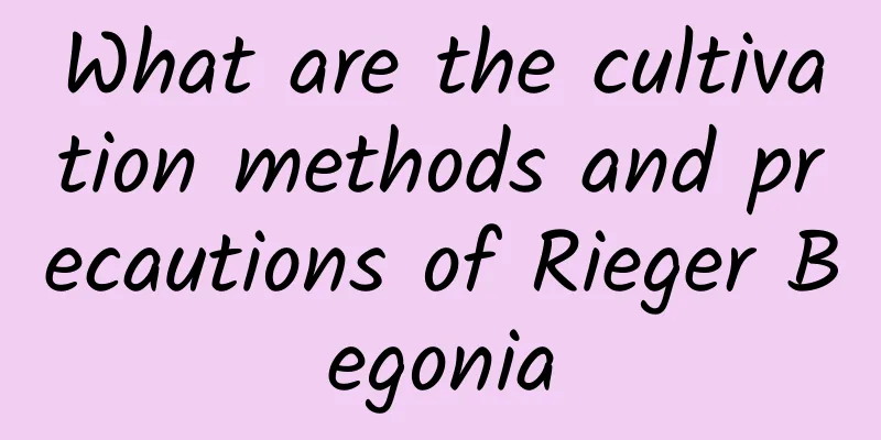 What are the cultivation methods and precautions of Rieger Begonia