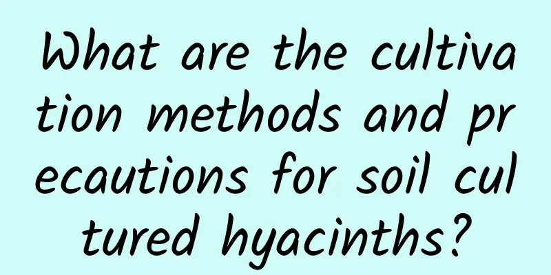 What are the cultivation methods and precautions for soil cultured hyacinths?