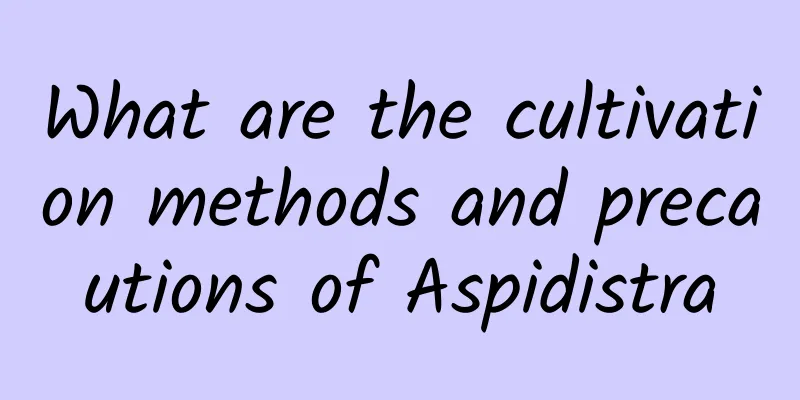 What are the cultivation methods and precautions of Aspidistra