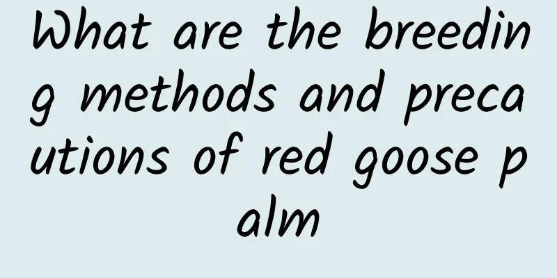 What are the breeding methods and precautions of red goose palm
