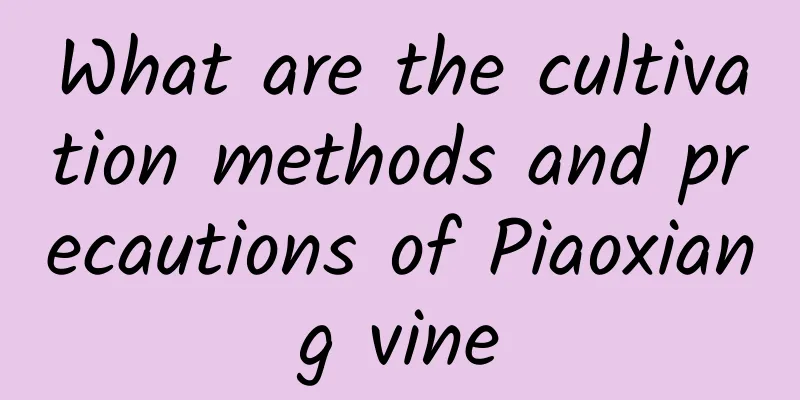 What are the cultivation methods and precautions of Piaoxiang vine
