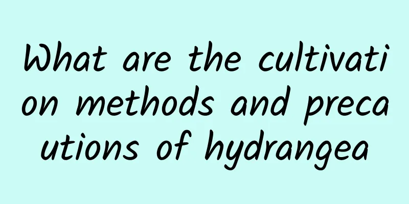 What are the cultivation methods and precautions of hydrangea