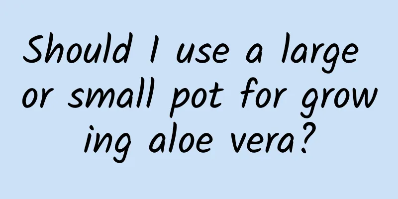 Should I use a large or small pot for growing aloe vera?