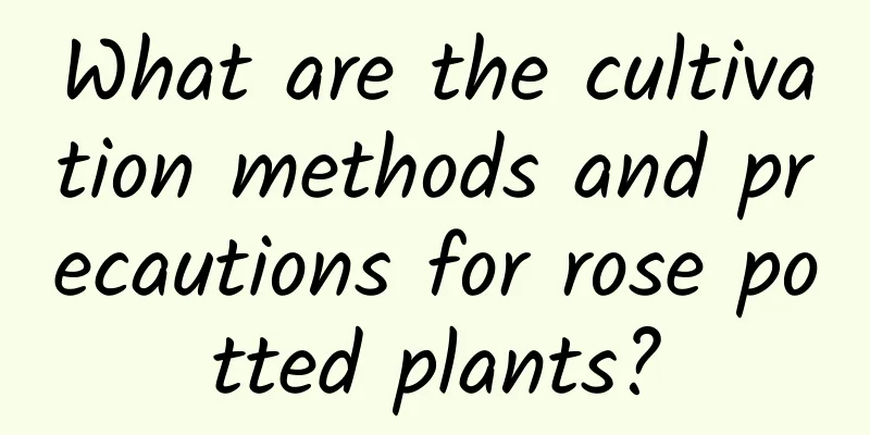 What are the cultivation methods and precautions for rose potted plants?