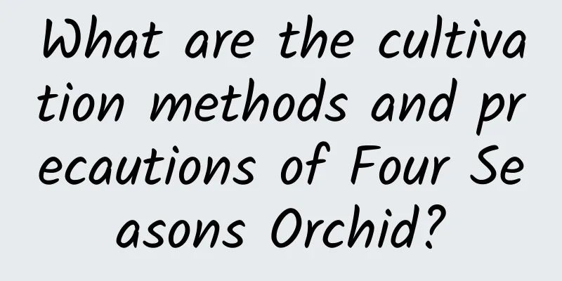 What are the cultivation methods and precautions of Four Seasons Orchid?
