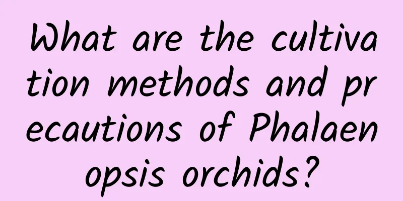 What are the cultivation methods and precautions of Phalaenopsis orchids?