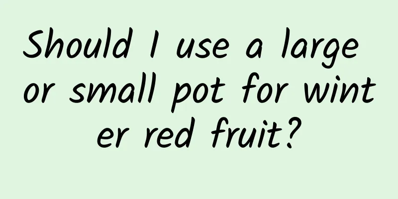 Should I use a large or small pot for winter red fruit?