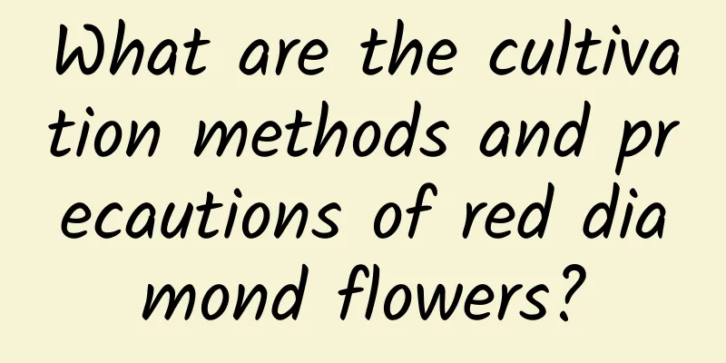 What are the cultivation methods and precautions of red diamond flowers?