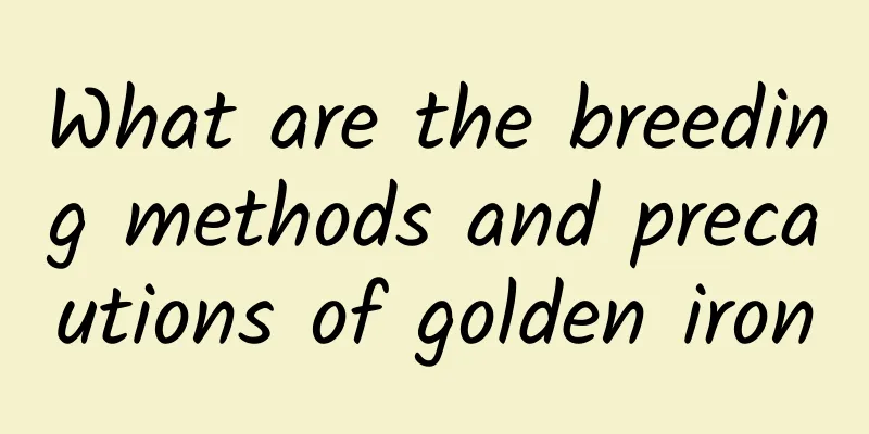 What are the breeding methods and precautions of golden iron