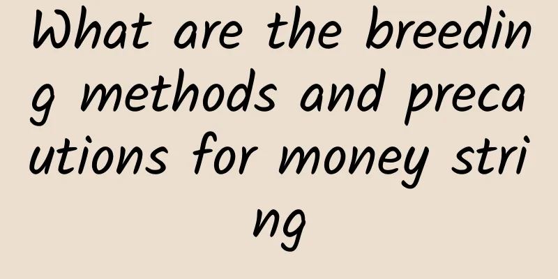 What are the breeding methods and precautions for money string