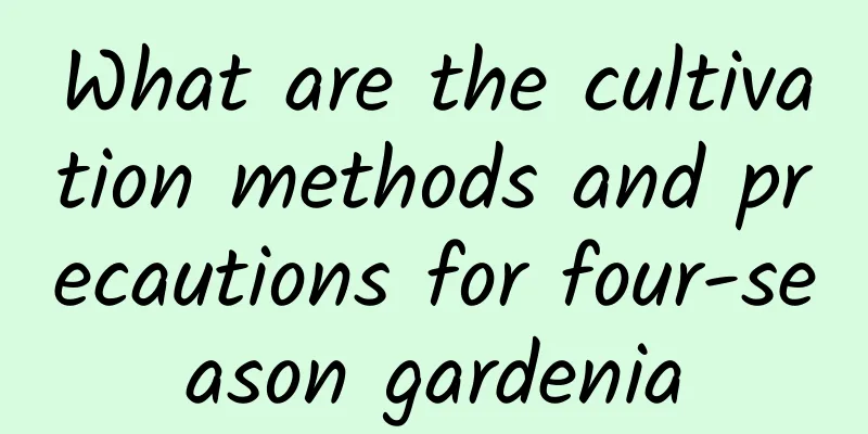 What are the cultivation methods and precautions for four-season gardenia