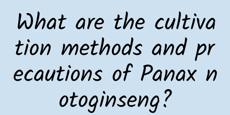 What are the cultivation methods and precautions of Panax notoginseng?