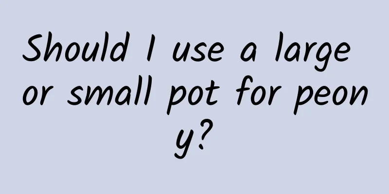 Should I use a large or small pot for peony?