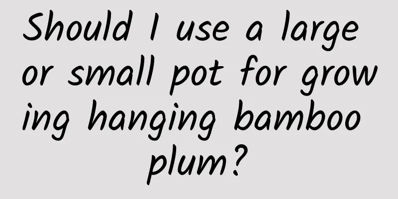 Should I use a large or small pot for growing hanging bamboo plum?