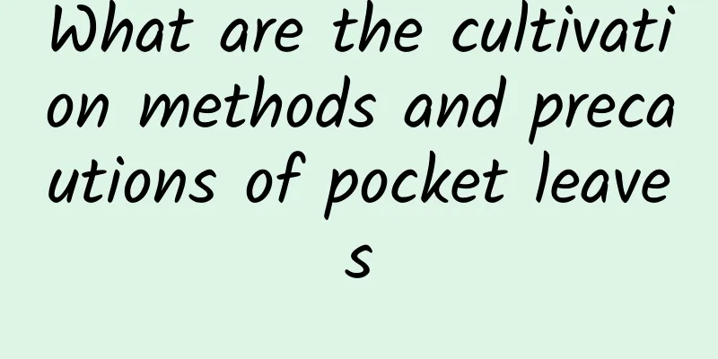 What are the cultivation methods and precautions of pocket leaves
