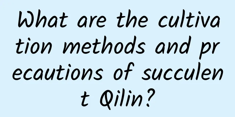 What are the cultivation methods and precautions of succulent Qilin?