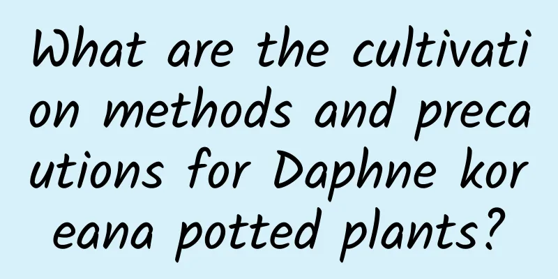 What are the cultivation methods and precautions for Daphne koreana potted plants?