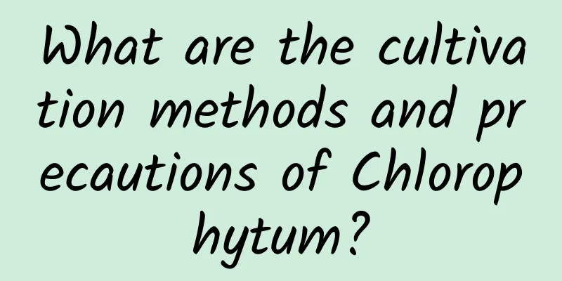 What are the cultivation methods and precautions of Chlorophytum?