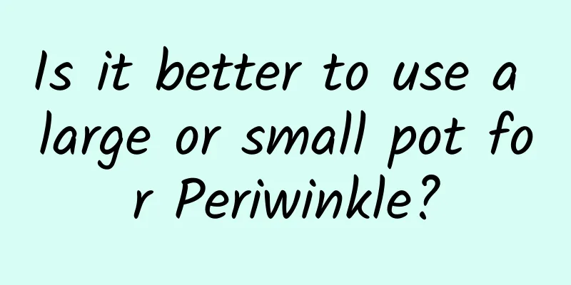 Is it better to use a large or small pot for Periwinkle?