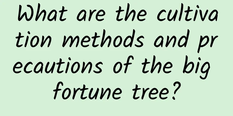 What are the cultivation methods and precautions of the big fortune tree?