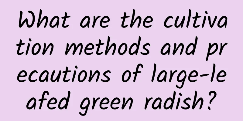 What are the cultivation methods and precautions of large-leafed green radish?