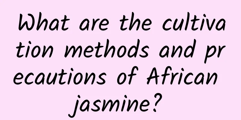 What are the cultivation methods and precautions of African jasmine?