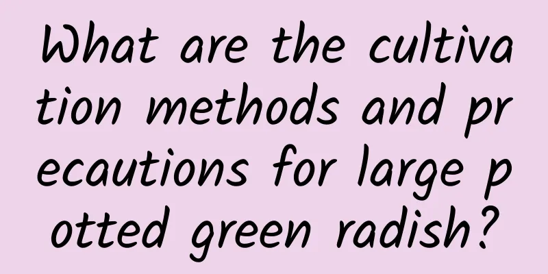 What are the cultivation methods and precautions for large potted green radish?