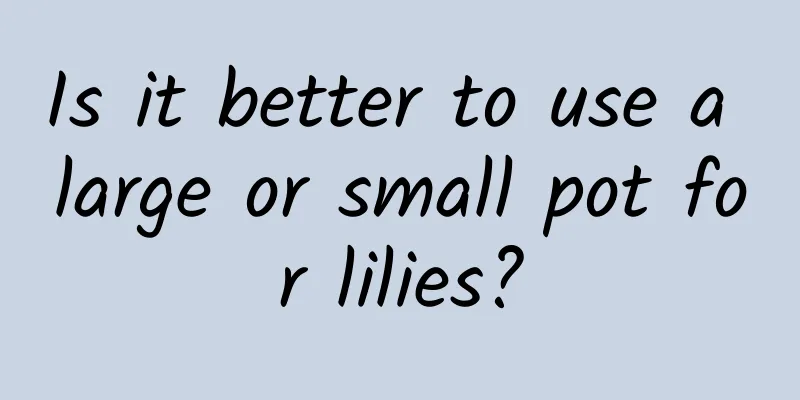 Is it better to use a large or small pot for lilies?