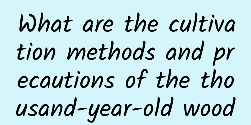 What are the cultivation methods and precautions of the thousand-year-old wood