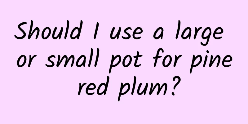 Should I use a large or small pot for pine red plum?