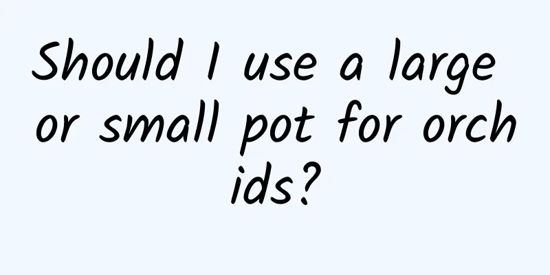 Should I use a large or small pot for orchids?