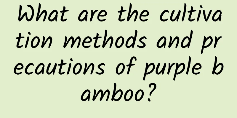 What are the cultivation methods and precautions of purple bamboo?