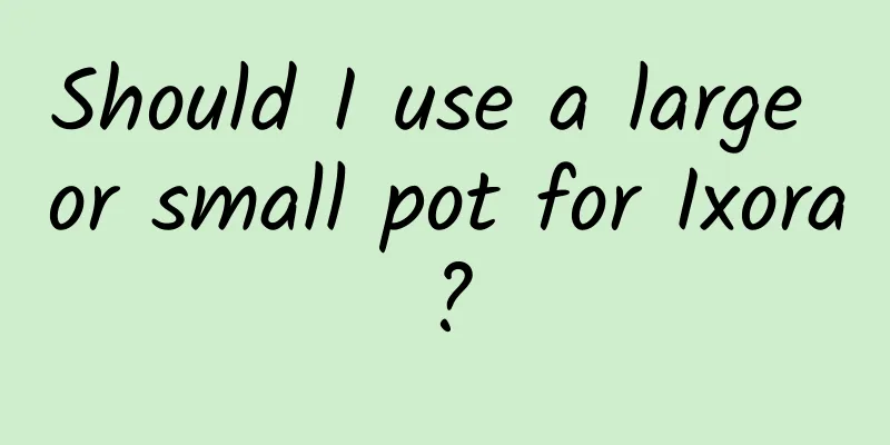 Should I use a large or small pot for Ixora?