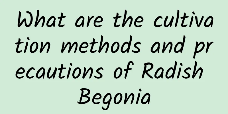 What are the cultivation methods and precautions of Radish Begonia