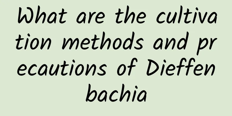 What are the cultivation methods and precautions of Dieffenbachia