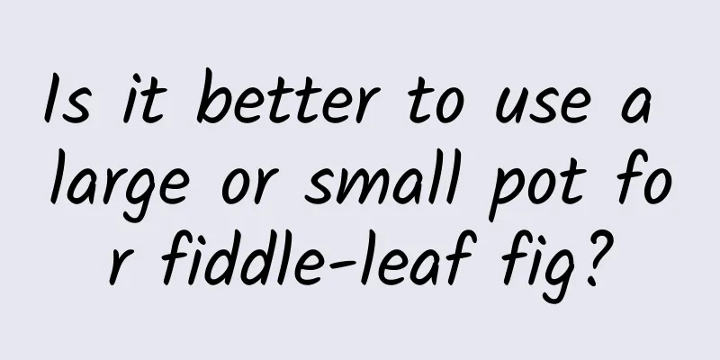 Is it better to use a large or small pot for fiddle-leaf fig?